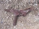 McCormick Farmall F20 IH tractor cultivator spring shank assembly L Inside Centr