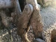 Komatsu WA180-3PT Left/Driver Linkage - Used | P/N 417N931510