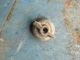 Farmall International Rotary Light Switch Knob 100 200 300 400 66 06 56 560 ETC Farmall International Rotary Light Switch Knob 100 200 300 400 66 06 56 560 ETC
