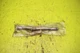 1998-2000 Kawasaki KX125 KX250 Swing Arm Shaft NOS Original OEM 33032-1189