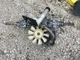 John Deere 185 Sundstrand-Sauer Transmission BDU-10S-213 AM103394 John Deere 185 Sundstrand-Sauer Transmission BDU-10S-213 AM103394