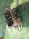 Kubota L2350DT 4WD Rear Transmission Case 37150-21118 TC110-21513