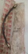 Brake Hose 2000 - 04 Isuzu FRR, Chevrolet GMC WT5500, 0-05313480-0, 94011495