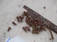 McCormick Farmall F20 IH tractor radiator spacers & bolts