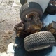 IH Cub Cadet Parts , 105 , 122 , 147 , 582 , 682 , 1105 , 1106 , 1315 , 3018...