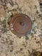 McCormick Farmall F20 IH tractor oil bath precleaner top topper cover *