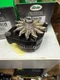 Alternator Compatible with Ingersoll-Rand SD100/SD70F 1996-2006 Clark, Hyster