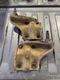1989-1993 DODGE RAM 250 350 CUMMINS REAR LEAFSPRING SADDLE UBOLT / SHOCK MOUNTS