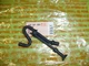 GAS FUEL LINE HOSE WITH VENT FOR STIHL MS200T CHAINSAW 1129 350 3600 -- UP 65