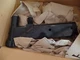 4266127M92 AXLE/LH/T ASSY AGCO MASSEY FERGUSON 1455V-4 55 HP DUMMY A CHALLENGER