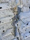 Cub Cadet Governor Control Bracket Kohler Comand 1863 1864 2284 2084 2185...