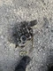 Kubota Zd18 Zd21 Zero Turn Mower Hst Transmission 