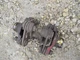 McCormick Farmall F12 IH tractor transmission input drive shaft couplers