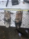 Woods L306 Belly mower Tractor deck  LIFT BRACKETS OUTSIDE