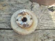 Woods L59 L306 Belly mower Tractor deck blade spindle top belt drve pulley