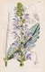 Salvia Dichroa Atlas Mountains Botany Flower Botany Lithograph Curtis 6004