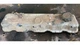 NISSAN DATSUN 1984 720 SD22 DIESEL ENGINE VALVE TRAIN ROCKER GEAR COVER