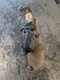 1986 1987 1988 1989 1990 1991 1992 1993 Mazda B2000 B2200 B2600 WIPER MOTOR OEM