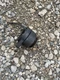 Kubota Zd18 Zd21 Zero Turn Mower Alternator 