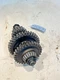 1966 Oliver 1550 Tractor Transmission Gear Shaft 160271A 160273A