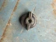 Farmall International Rotary Light Switch Knob 100 200 300 400 66 06 56 560 ETC Farmall International Rotary Light Switch Knob 100 200 300 400 66 06 56 560 ETC