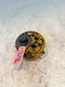 Massey Ferguson MF 40 Tractor Power Steering Pump