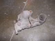 McCormick Farmall F12 F14 IH tractor carburetor assembly for parts ONLY