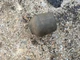 Ford LGT18H Hydrostatic Garden Tractor LB700743 Shift Knob