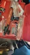 Hilti DX 36M Powder Actuated Tool Kit with Case and Accessories