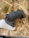 Wisconsin Vintage Nos LC281 Intake Manifold TR10D,TRA10D, TR12D