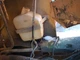 Fiat-Allis FR10B Windshield Washer Reservoir - Used